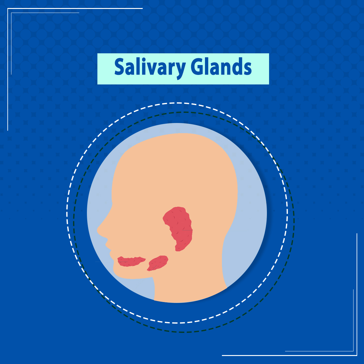 Salivary glands