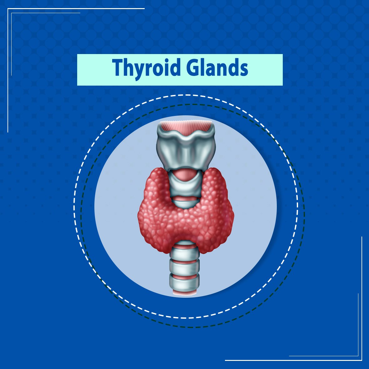 Thyroid glands